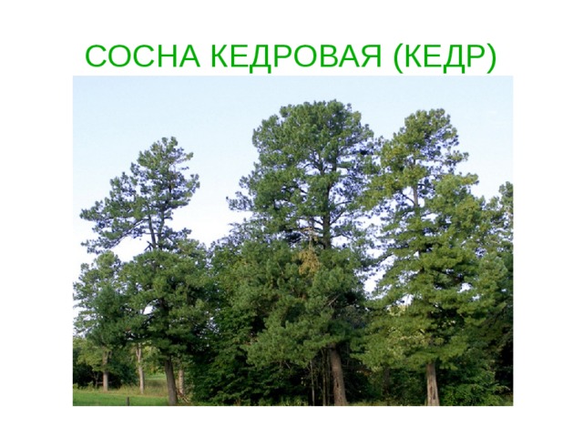 СОСНА КЕДРОВАЯ (КЕДР)   