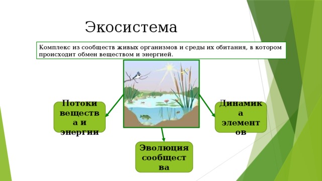 Экосистема Комплекс из сообществ живых организмов и среды их обитания, в котором происходит обмен веществом и энергией. Потоки вещества и энергии Динамика элементов Эволюция сообщества 