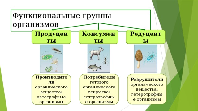 Функциональные группы организмов Продуценты Консументы Редуценты Разрушители органического вещества: гетеротрофные организмы Потребители готового органического вещества: гетеротрофные организмы Производители органического вещества: автотрофные организмы 