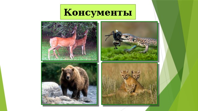 Консументы 