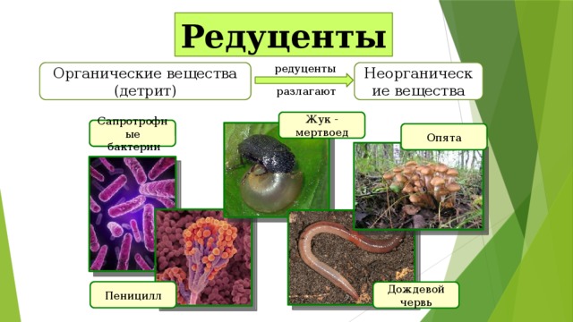 Редуценты редуценты Неорганические вещества Органические вещества (детрит) разлагают Жук - мертвоед Сапротрофные  бактерии Опята Пеницилл Дождевой червь 
