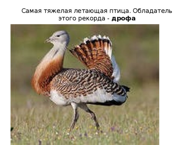 Самая тяжелая летающая птица. Обладатель этого рекорда -  дрофа   