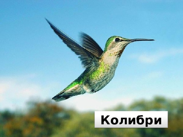 Колибри 