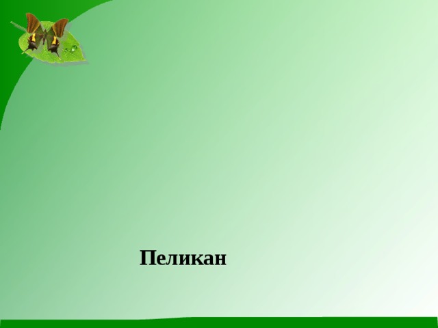 Пеликан 
