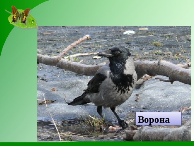 Ворона 
