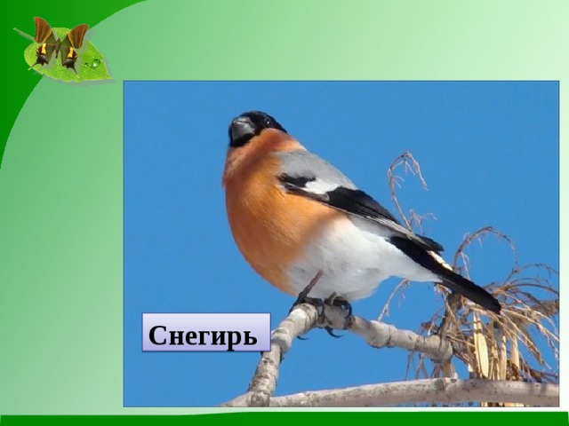 Снегирь 