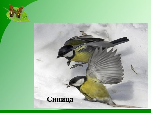Синица 