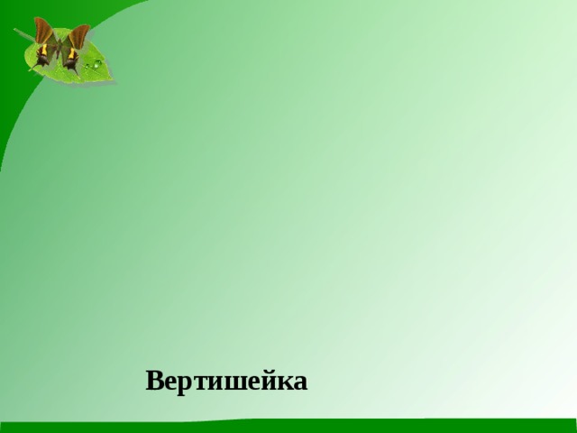 Вертишейка 