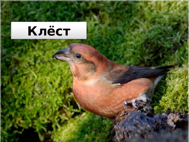 Клёст 