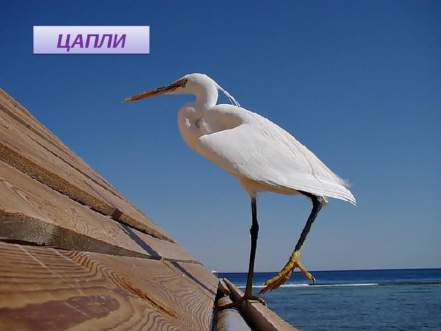 ЦАПЛИ 