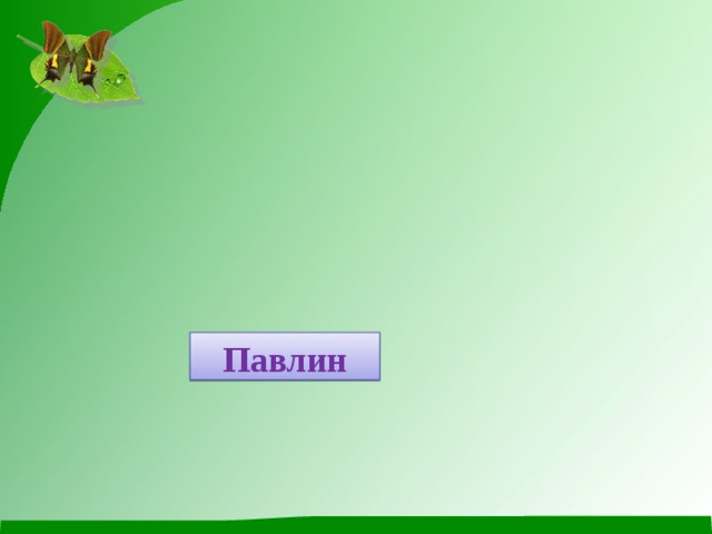 Павлин 