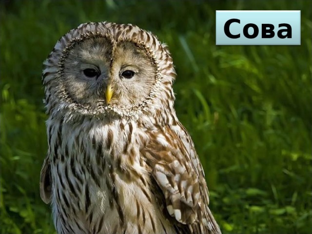 Сова 