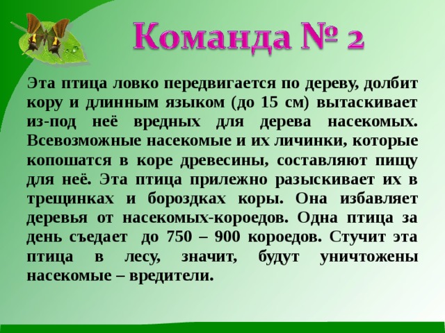 Эта птица ловко передвигается по дереву, долбит кору и длинным языком (до 15 см) вытаскивает из-под неё вредных для дерева насекомых. Всевозможные насекомые и их личинки, которые копошатся в коре древесины, составляют пищу для неё. Эта птица прилежно разыскивает их в трещинках и бороздках коры. Она избавляет деревья от насекомых-короедов. Одна птица за день съедает до 750 – 900 короедов. Стучит эта птица в лесу, значит, будут уничтожены насекомые – вредители.  