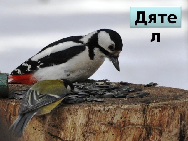 Дятел 