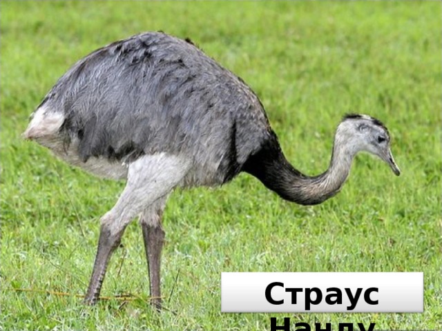 Страус Нанду 
