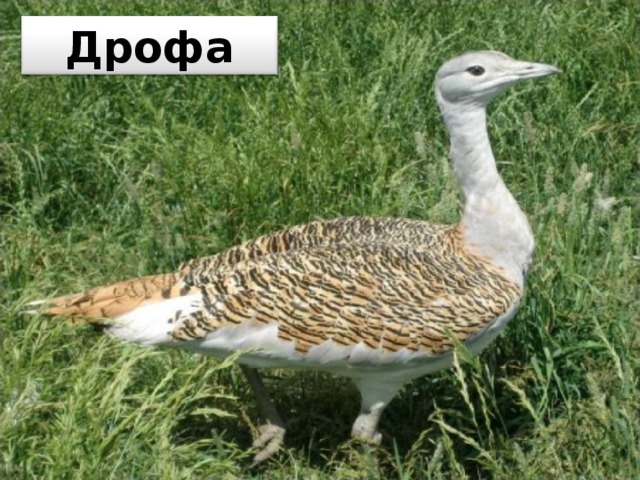 Дрофа 