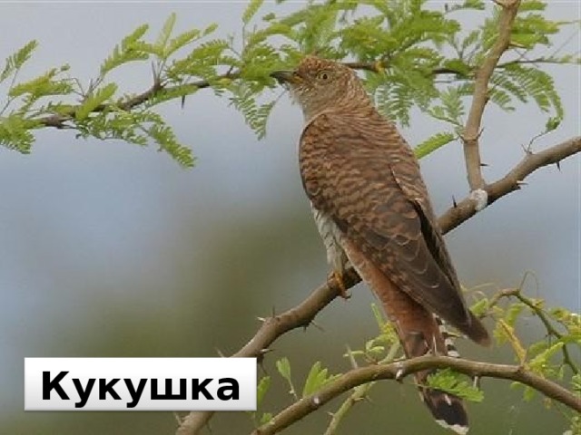 Кукушка 
