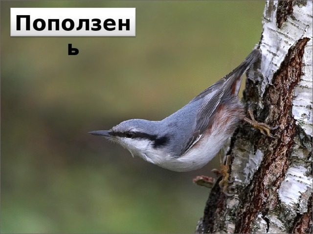 Поползень 