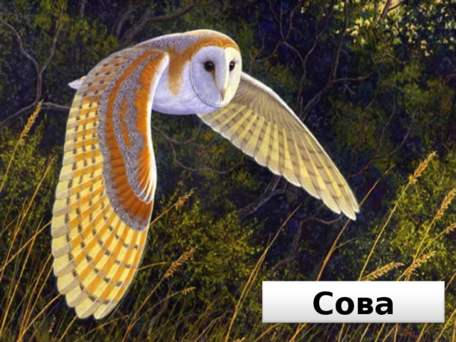 Сова 
