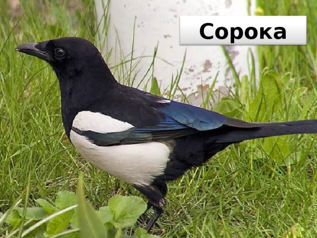 Сорока 