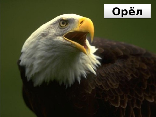 Орёл 
