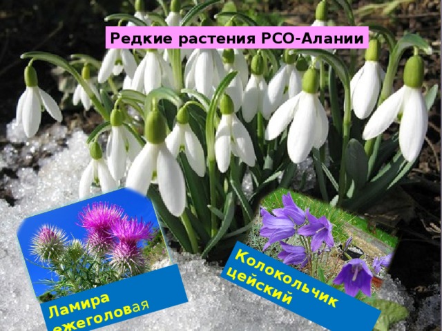 Ламира ежеголов ая Колокольчик цейский Редкие растения РСО-Алании 