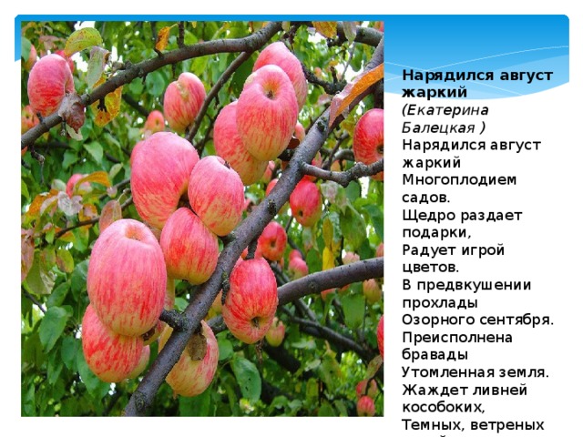 Нарядился август жаркий  (Екатерина Балецкая ) Нарядился август жаркий  Многоплодием садов.  Щедро раздает подарки,  Радует игрой цветов. В предвкушении прохлады  Озорного сентября.  Преисполнена бравады  Утомленная земля. Жаждет ливней кособоких,  Темных, ветреных ночей  И сентябрьских недалеких,  Угасающих лучей. 