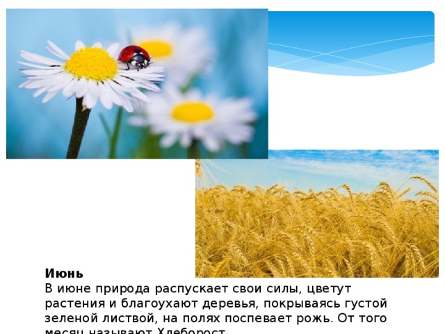 Июнь  В июне природа распускает свои силы, цветут растения и благоухают деревья, покрываясь густой зеленой листвой, на полях поспевает рожь. От того месяц называют Хлеборост . 
