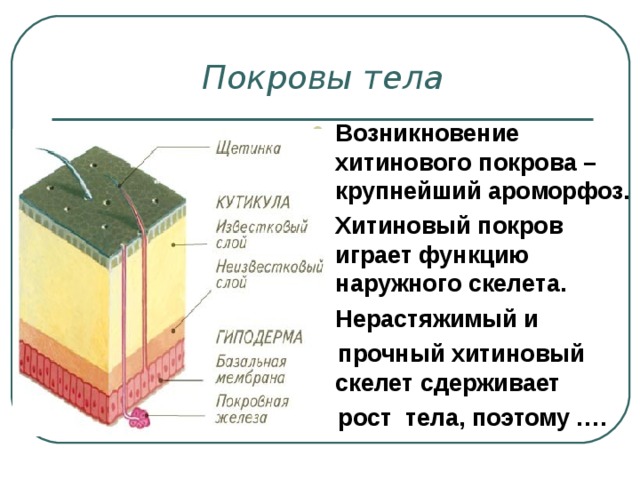 Покровы тела Возникновение хитинового покрова – крупнейший ароморфоз. Хитиновый покров играет функцию наружного скелета. Нерастяжимый и  прочный хитиновый скелет сдерживает  рост тела, поэтому …. 