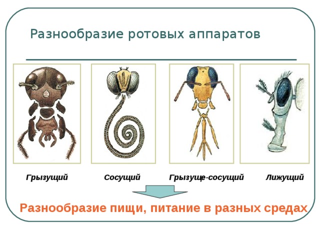 Разнообразие ротовых аппаратов  Грызущий Сосущий Грызуще-сосущий Лижущий  Разнообразие пищи, питание в разных средах 