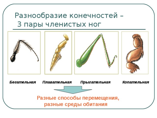 Разнообразие конечностей –  3 пары членистых ног Бегательная Плавательная Прыгательная Копательная Разные способы перемещения,  разные среды обитания 