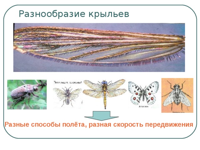 Разнообразие крыльев Разные способы полёта, разная скорость передвижения 