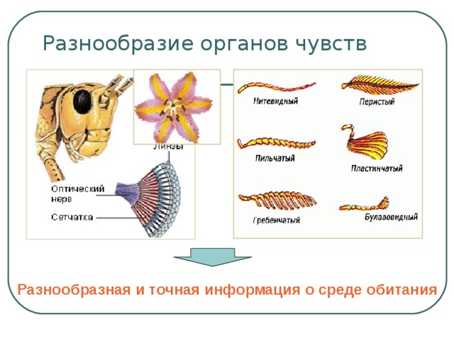 Разнообразие органов чувств Разнообразная и точная информация о среде обитания 