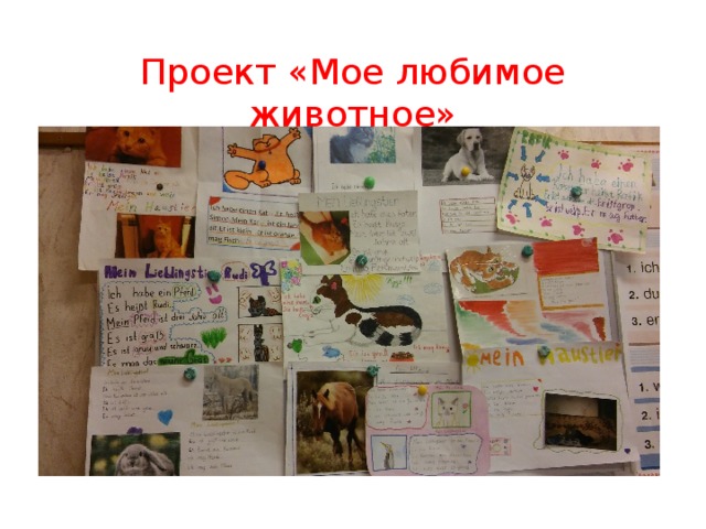 Проект «Мое любимое животное» 