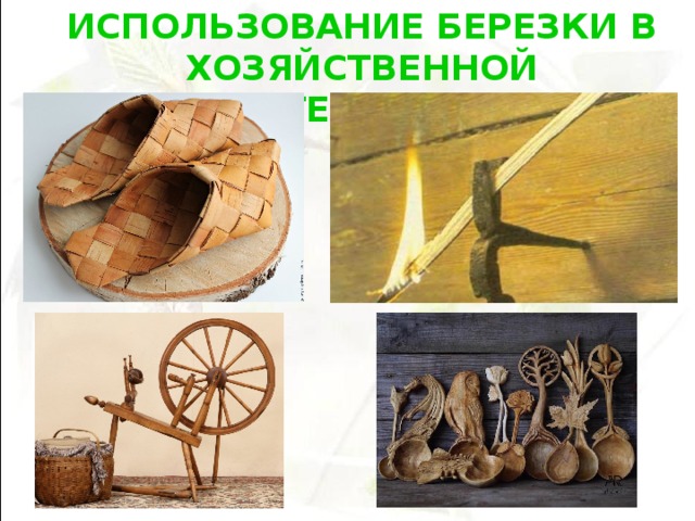 ИСПОЛЬЗОВАНИЕ БЕРЕЗКИ В ХОЗЯЙСТВЕННОЙ ДЕЯТЕЛЬНОСТИ  