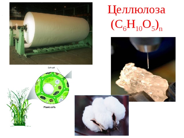 Целлюлоза (С 6 Н 10 О 5 ) n .  