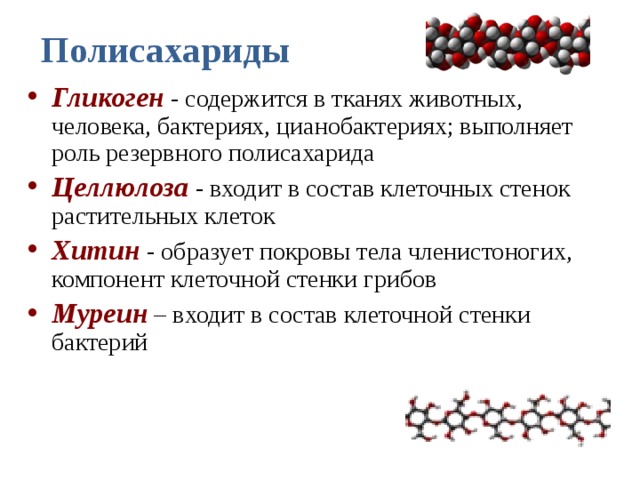 Полисахариды Гликоген  - содержится в тканях животных, человека, бактериях, цианобактериях; выполняет роль резервного полисахарида Целлюлоза - входит в состав клеточных стенок растительных клеток Хитин - образует покровы тела членистоногих, компонент клеточной стенки грибов Муреин – входит в состав клеточной стенки бактерий 