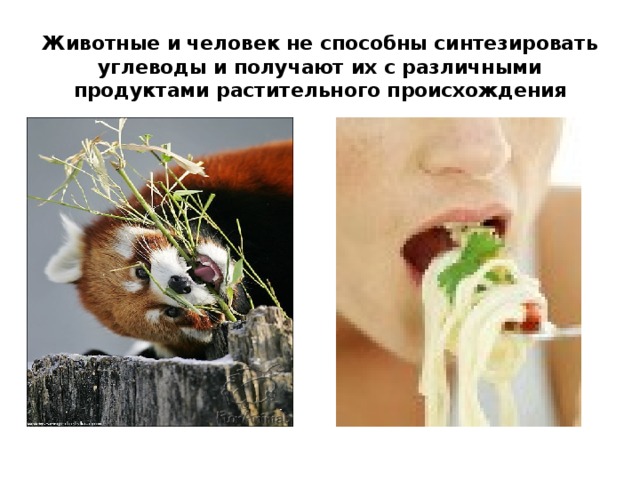 Животные и человек не способны синтезировать углеводы и получают их с различными продуктами растительного происхождения 