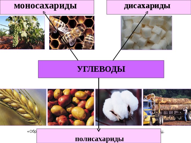 моносахариды дисахариды УГЛЕВОДЫ «Образовательный портал Мой университет – www . moi - universitet . ru , факультет «Реформа образования» – www . edu - reforma . ru » полисахариды  