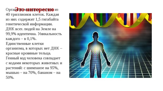 Это интересно Организм человека состоит из 40 триллионов клеток. Каждая из них содержит 1,5 гигабайта генетической информации. ДНК всех людей на Земле на 99,9% идентична. Уникальность каждого – в 0,1%. Единственные клетки организма, в которых нет ДНК – красные кровяные тельца. Генный код человека совпадает с кодами некоторых животных и растений: с шимпанзе на 95%, мышью – на 70%, бананом – на 50%. 