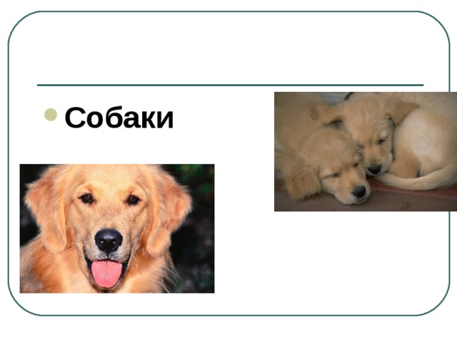 Собаки 