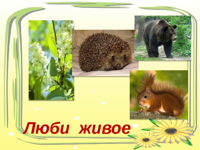 Люби живое 