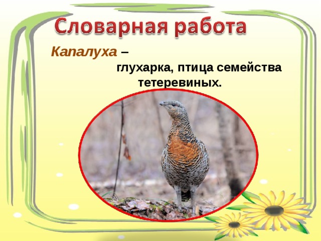 Капалуха  –  глухарка, птица семейства тетеревиных. 
