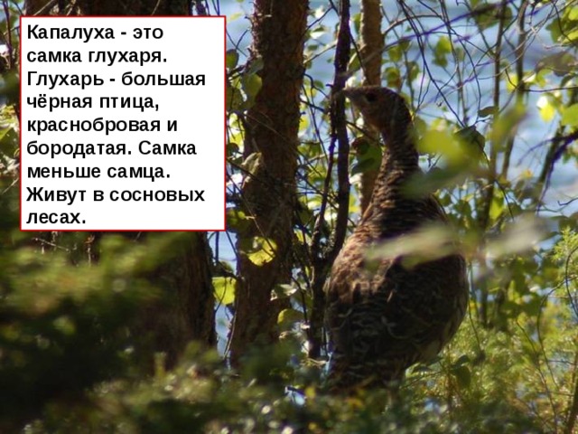 Капалуха - это самка глухаря. Глухарь - большая чёрная птица, краснобровая и бородатая. Самка меньше самца. Живут в сосновых лесах. 