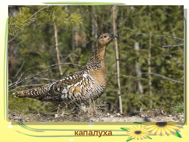 капалуха 