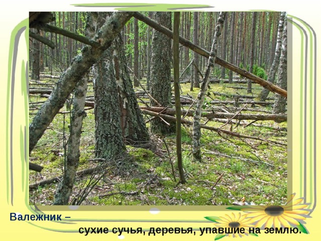 Валежник –   сухие сучья, деревья, упавшие на землю. 