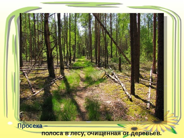  Просека –   полоса в лесу, очищенная от деревьев. 