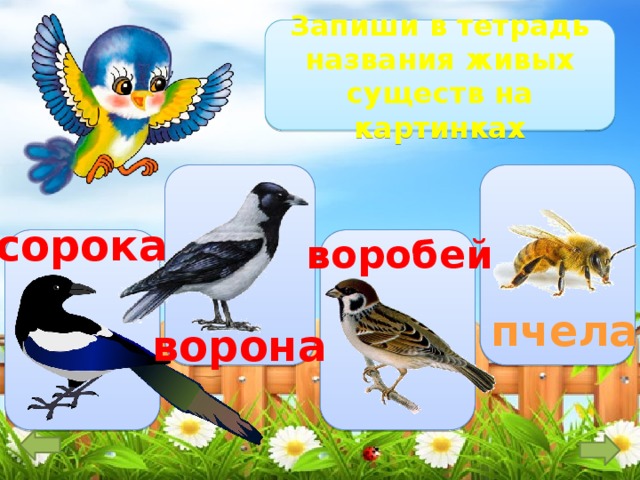 Запиши в тетрадь названия живых существ на картинках сорока воробей пчела ворона 