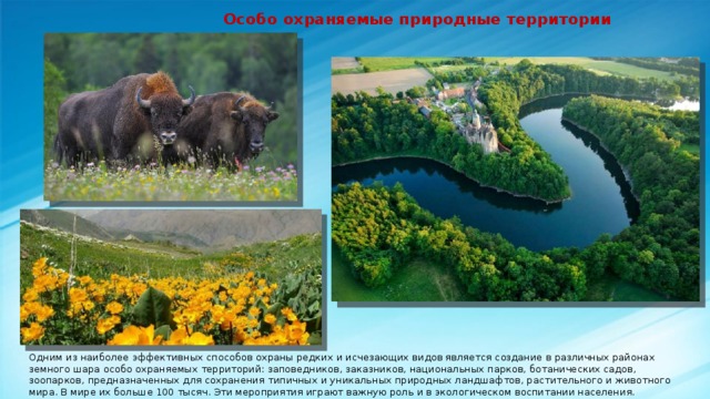  Особо охраняемые природные территории Одним из наиболее эффективных способов охраны редких и исчезающих видов является создание в различных районах земного шара особо охраняемых территорий: заповедников, заказников, национальных парков, ботанических садов, зоопарков, предназначенных для сохранения типичных и уникальных природных ландшафтов, растительного и животного мира. В мире их больше 100 тысяч. Эти мероприятия играют важную роль и в экологическом воспитании населения. 