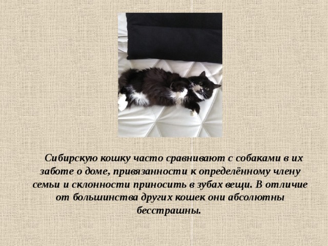  Сибирскую кошку часто сравнивают с собаками в их заботе о доме, привязанности к определённому члену семьи и склонности приносить в зубах вещи. В отличие от большинства других кошек они абсолютны бесстрашны.   
